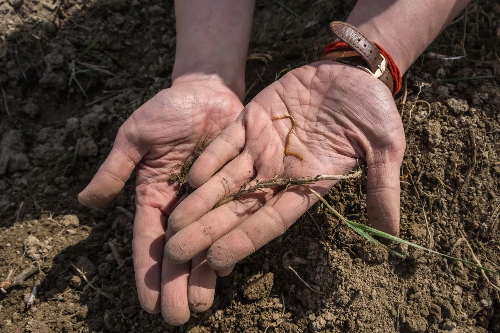 Nezávislý výskum: pôda v Agrokruhu má najzdravšiu štruktúru